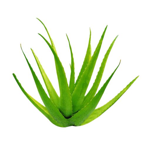 Buy Aloe Vera Flavor Oil Online