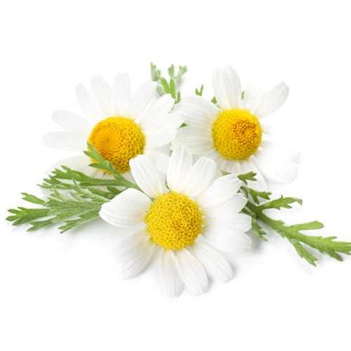 Chamomile Flavor Oil