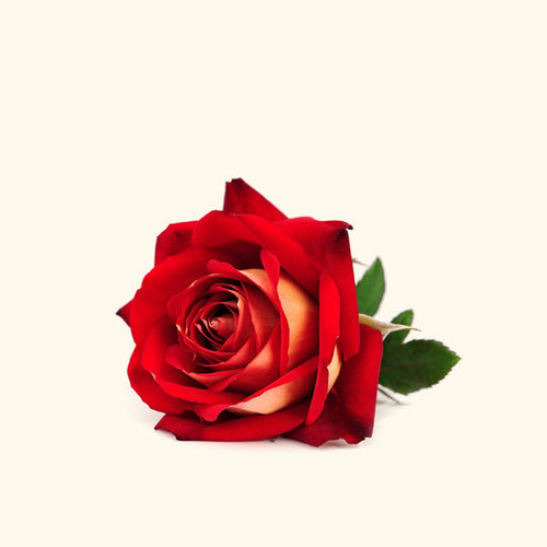 Red Rose Fragrance Oil
