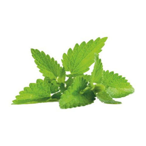 Mint Flavour Oil