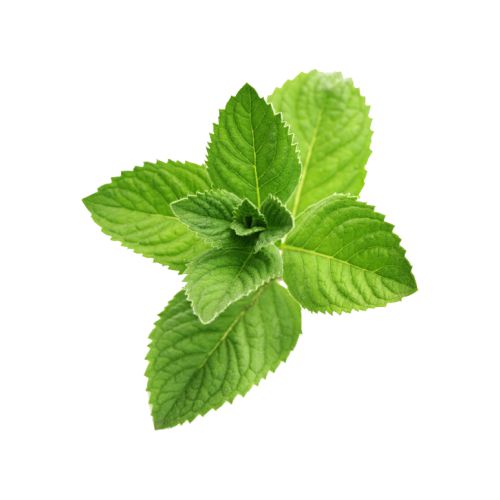 Buy Watermelon Flavor Oil