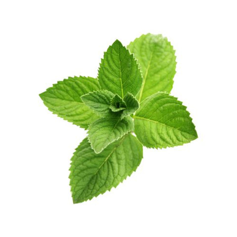 Peppermint Flavour Oil