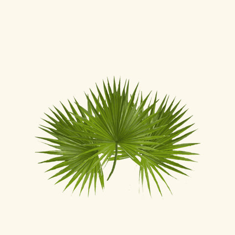 Saw Palmetto Essential Oil