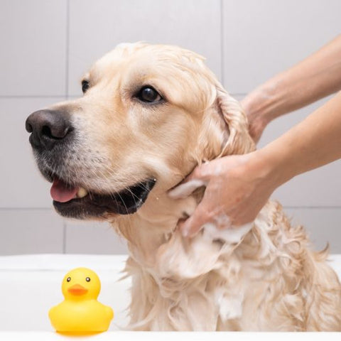 Pet Shampoo Base (Sulfate Free) - Ready to Use