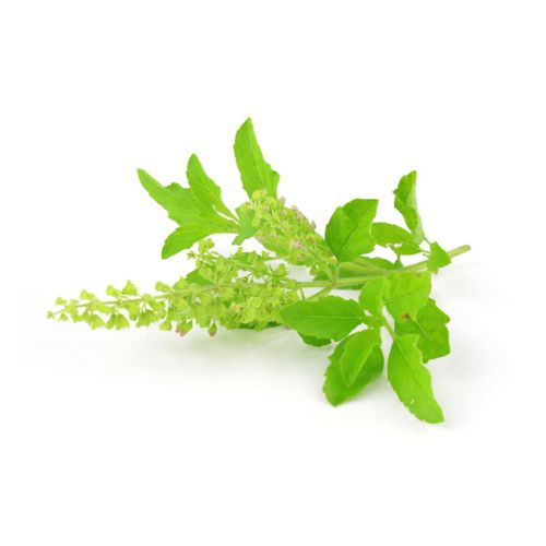 Buy Tulsi Flavor Oil Online
